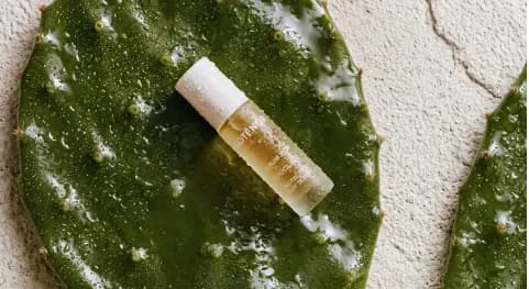Proténor day serum on a cactus pad